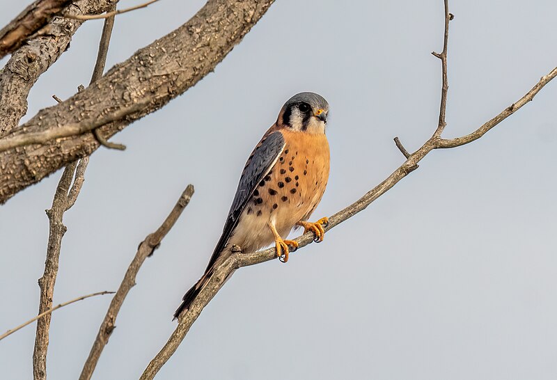 File:Kestrel by Gravesend Bay (82125).jpg