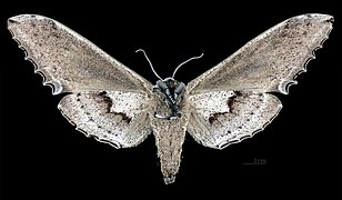 Female Langia zenzeroides formosana, underside