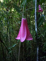 Chilenische Wachsglockn (Lapageria rosea)