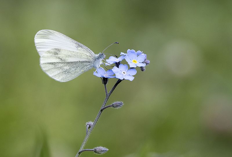 File:Leptidea sinapis - Narin ormanbeyazı 06-4.jpg