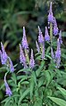 Lange ereprijs (Veronica longifolia)