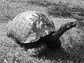 Galapagos tortoise