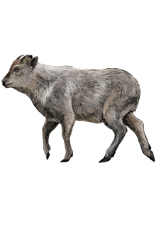 Illustration of Japanese Serow