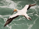 Australasian gannet in flight