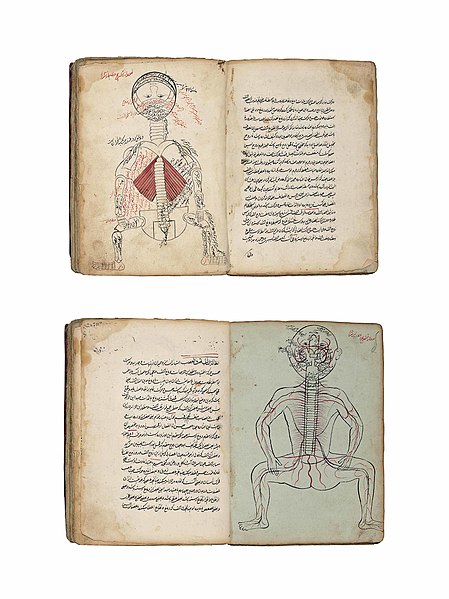 File:A medical treatise, probably Qajar Iran, 19th century.jpg