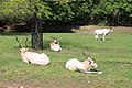 Addax