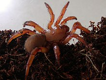 Trapdoor spider