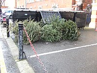 Discarded trees by garbage dumpsters