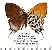 Drupadia ravindra surindra