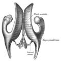Drawing of a cast of the ventricular cavities, viewed from above