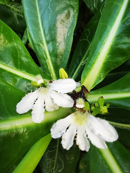 File:Scaevola sericea Poingame.jpg