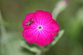 C/ près de Camurac fin juillet Silene coronaria