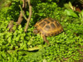 T.horsfieldii ssp. rustamovi, Roma, Italia