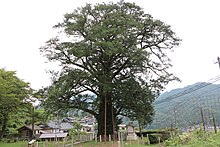 国指定天然記念物、建屋のヒダリマキガヤ（兵庫県養父市能座）