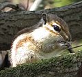 Tamias sibiricus barberi