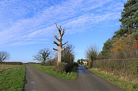 Oak ghost at the entrance to Spa Farm Cottages - geograph.org.uk - 6695237.jpg