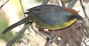 Atlapetes pileatus.jpg