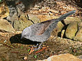 Apostlebird