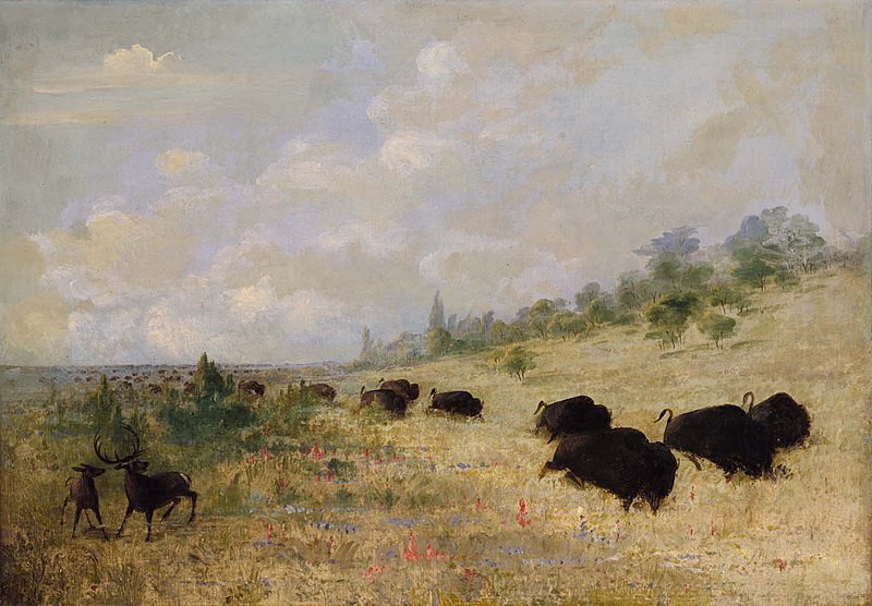 File:Buffalo and Elk in Texas- George Catlin.jpg