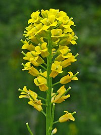 Barbarea vulgaris