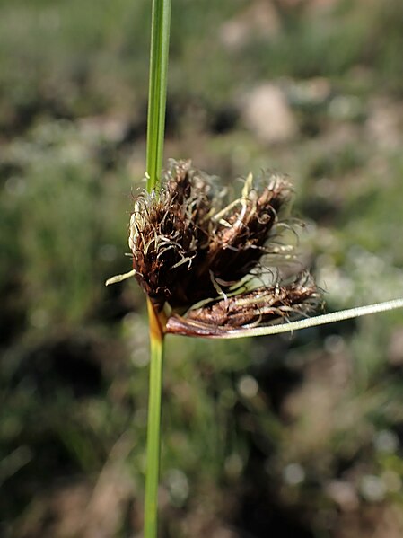 File:Bolboschoenus maritimus kz10.jpg