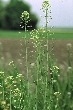 Description de l'image Camelina sativa eF.jpg.