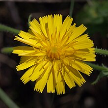 Crepidinae sp. (Slovenia).jpg