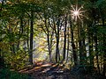 * Nomination Forest path (path to the game park) in the Börnste hamlet, Kirchspiel, Dülmen, Germany --XRay 04:58, 4 November 2024 (UTC) * Promotion  Support Good quality. --Plozessor 05:05, 4 November 2024 (UTC)