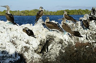 Blue-footed boobies and a Galápagos penguin at Elizabeth Bay, Isabela.