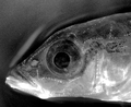 File:Gasterosteus aculeatus with stained neuromasts.png