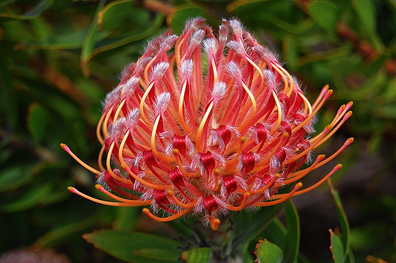 File:Leucospermum cultivar Edit.jpg