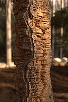 Cork oak (Quercus suber)