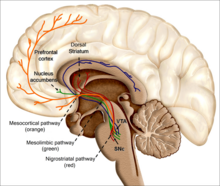 An image of the human brain. The reinforcing effects of addictive drugs, such as nicotine, are associated with their ability to excite the mesolimbic and dopaminergic systems. How does the nicotine in e-cigarettes affect the brain? Until about age 25, the brain is still growing. Each time a new memory is created or a new skill is learned, stronger connections – or synapses – are built between brain cells. Young people's brains build synapses faster than adult brains. Because addiction is a form of learning, adolescents can get addicted more easily than adults. The nicotine in e-cigarettes and other tobacco products can also prime the adolescent brain for addiction to other drugs such as cocaine.