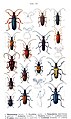 Carabidae. Plate from Die Käfer