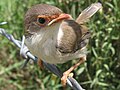 Juvenile Superb Fairy-wren