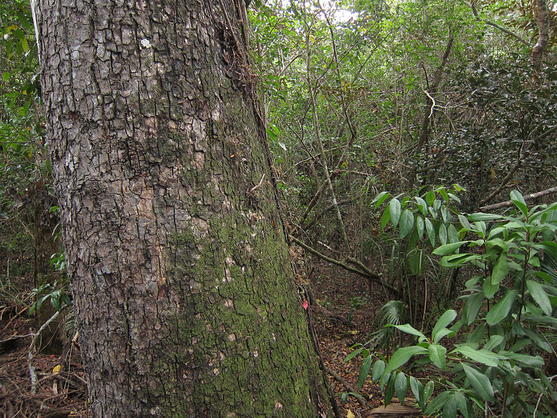 File:Swietenia mahagoni, Everglades NP 1.jpg