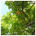 Sausage tree on Lincoln Road Mall