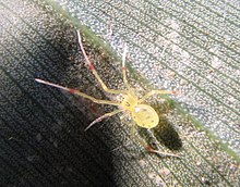 Theridion grallator.jpg