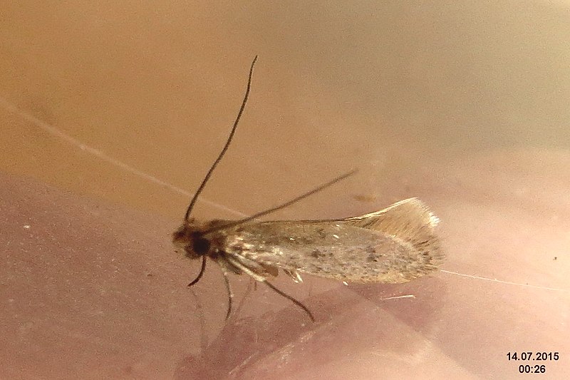 File:Tinea pellionella (st) (24044277575).jpg