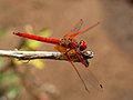 Trithemis kirbyi