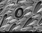 Electron micrograph of antenna surface detail, V. vulgaris