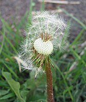 Vruchtjes van de paardenbloem (Taraxacum officinale)