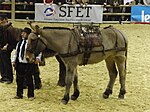 Mule poitevine bâtée, présentée au salon de l'agriculture de 2013.