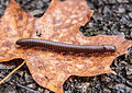 Narceus americanus. (2014, Nikon D90 mit Vergrösserungsfilter)