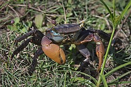 Afruca tangeri Fiddler Crab Angola.jpg