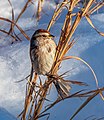 Image 93American tree sparrow in Central Park