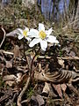 Anemone nemorosa France - Pierrefitte-sur-aire (Meuse)