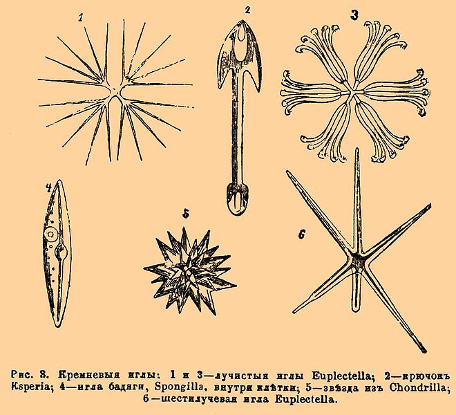 File:Brockhaus and Efron Encyclopedic Dictionary b18 847-2.jpg