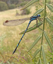 Austrolestes annulosus