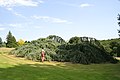 cv. 'Glauca Pendula' in Esneux (Belgium)